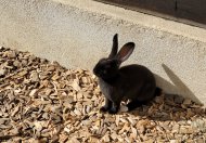 Lapin rex noir